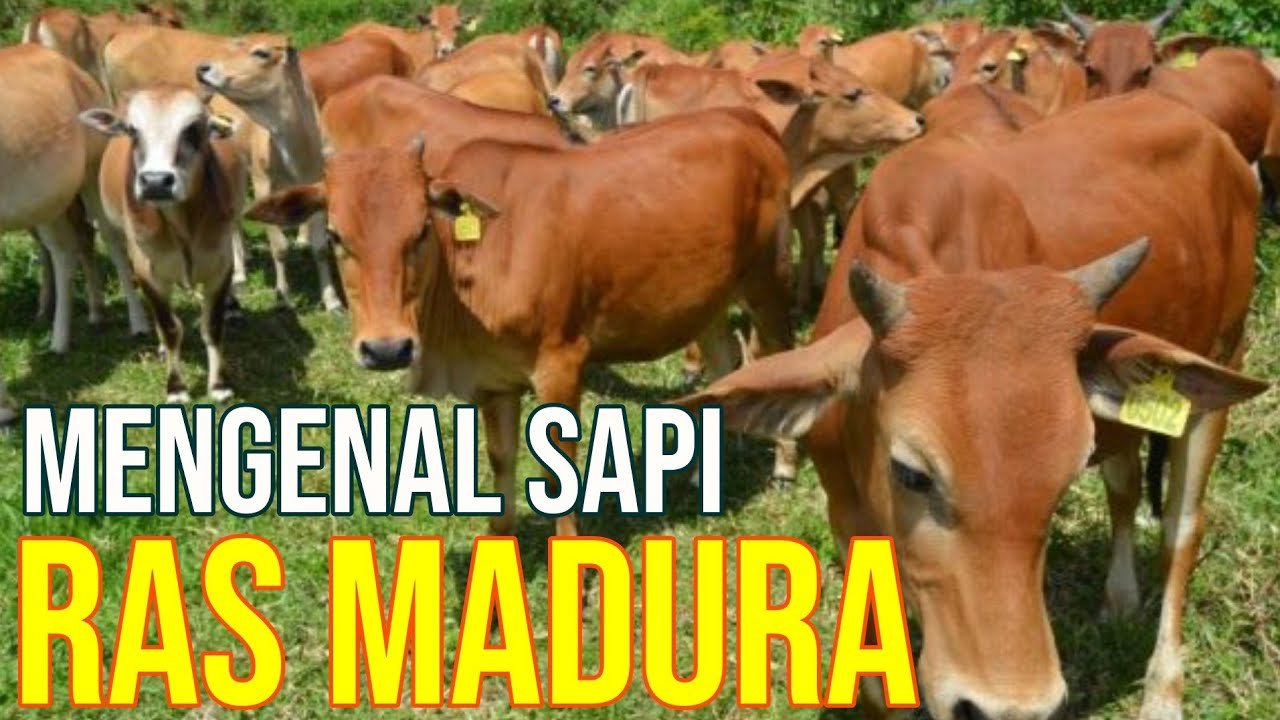 
                                 Fakta-Unik-Sapi-Madura-Lokal-Asli-Indonesia